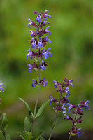 Salvia officinalis (sauge officinale)