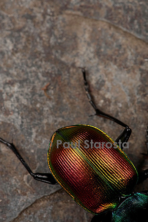 Calosoma sycophanta (grand calosome)