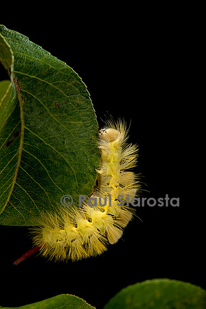 Calliteara pudibunda (la pudibonde) - chenille