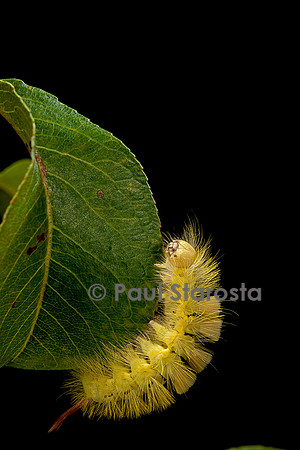 Calliteara pudibunda (la pudibonde) - chenille