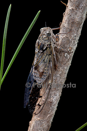 Cicada orni (cigale grise, cigale de l’orne)