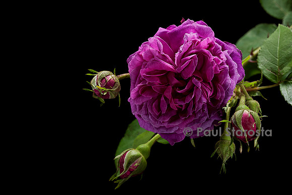 Rosa X centifolia ‘Stratosféra’