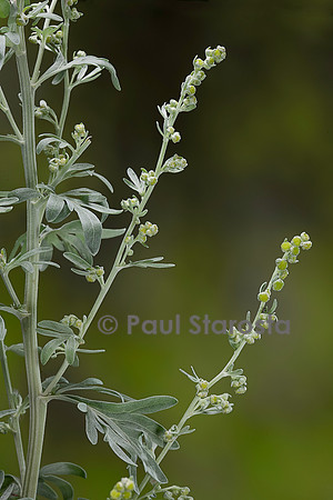 Artemisia absinthium (absinthe)