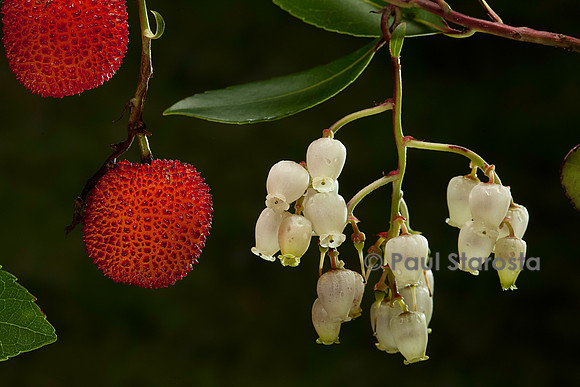 Arbutus unedo (arbousier)