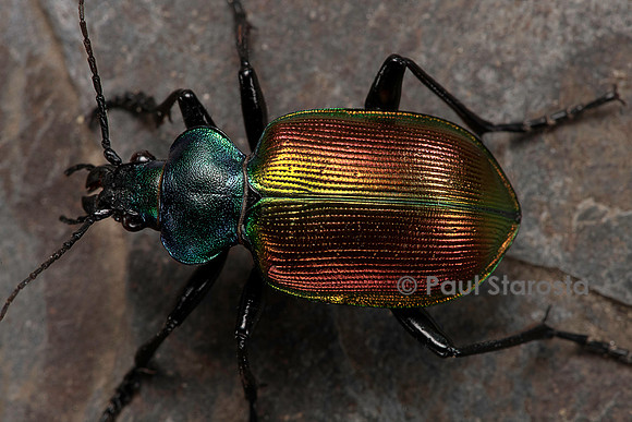 Calosoma sycophanta (grand calosome)