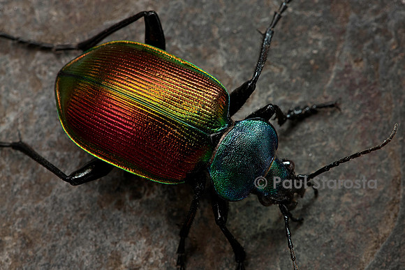 Calosoma sycophanta (grand calosome)