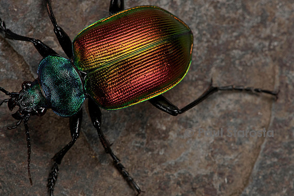 Calosoma sycophanta (grand calosome)