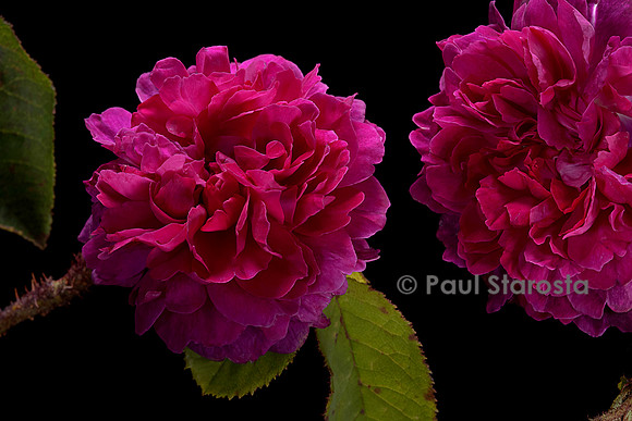 Rosa X centifolia muscosa ‘Madame de la Roche-Lambert’