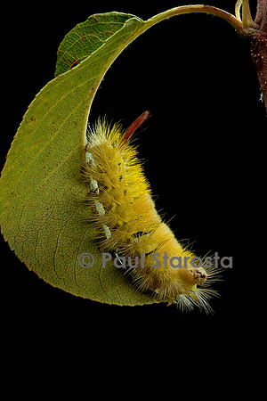 Calliteara pudibunda (la pudibonde) - chenille