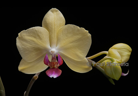Phalaenopsis hybrid (orchidée papillon)