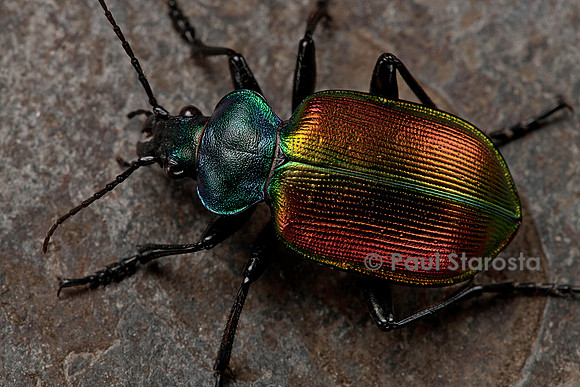 Calosoma sycophanta (grand calosome)