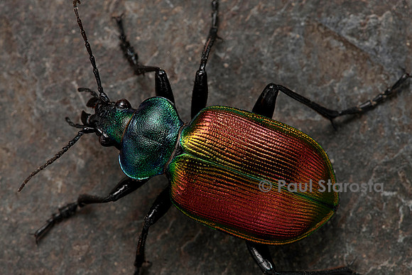 Calosoma sycophanta (grand calosome)
