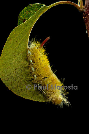 Calliteara pudibunda (la pudibonde) - chenille