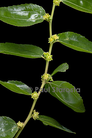 Ziziphus jujuba (jujubier) - fleurs