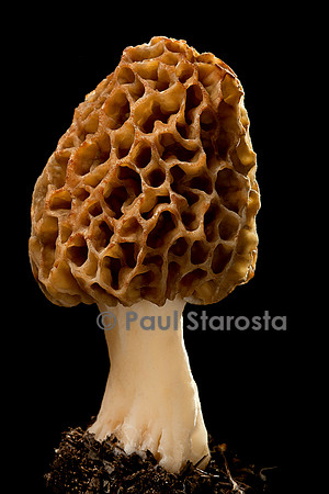 Morchella esculenta (morille comestible)
