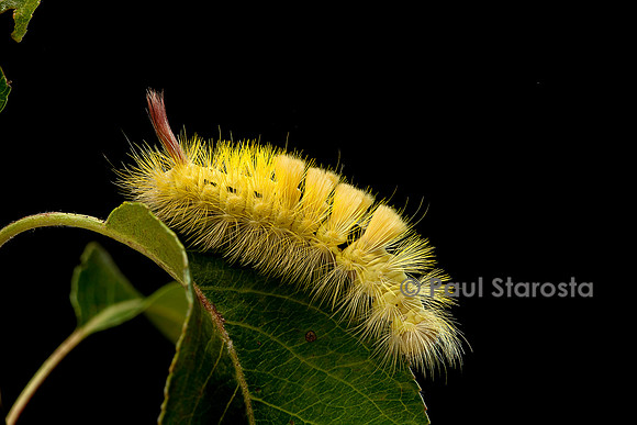 Calliteara pudibunda (la pudibonde) - chenille