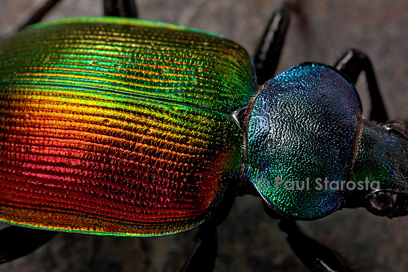Calosoma sycophanta (grand calosome)