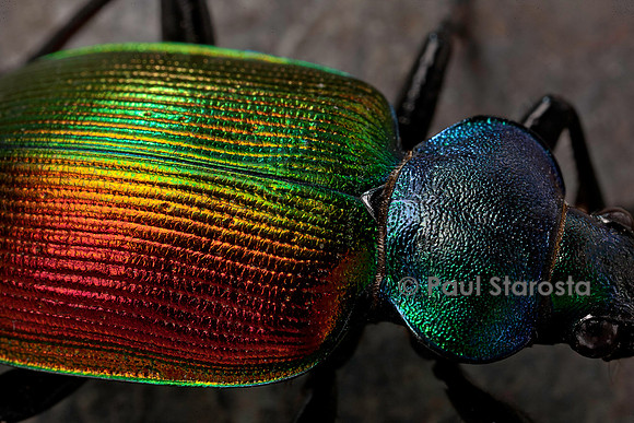 Calosoma sycophanta (grand calosome)