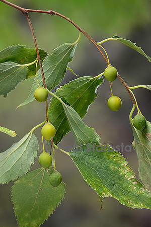 Celtis australis (micocoulier de Provence, micocoulier du Midi) - fruits