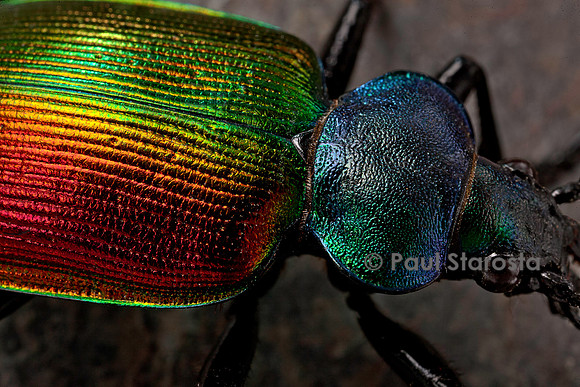 Calosoma sycophanta (grand calosome)