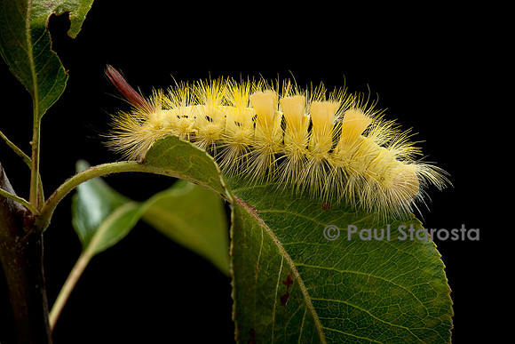 Calliteara pudibunda (la pudibonde) - chenille