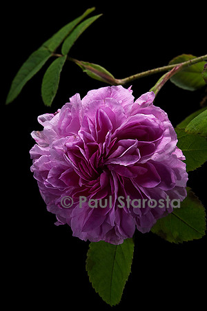 Rosa X damascena ‘Blush Damask’