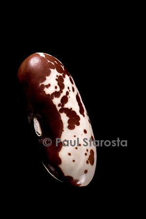 Phaseolus vulgaris (haricot) Jacob's Cattle