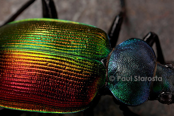 Calosoma sycophanta (grand calosome)