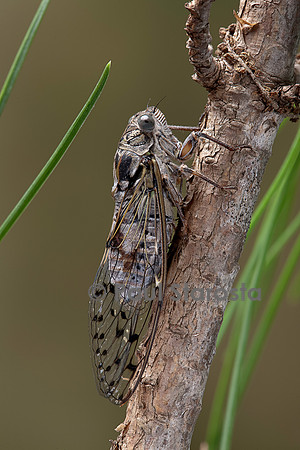 Cicada orni (cigale grise, cigale de l’orne)