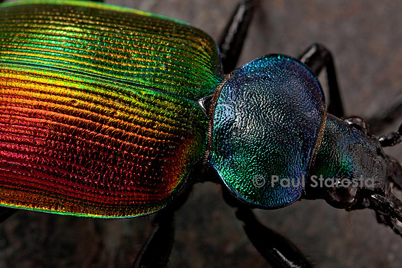 Calosoma sycophanta (grand calosome)