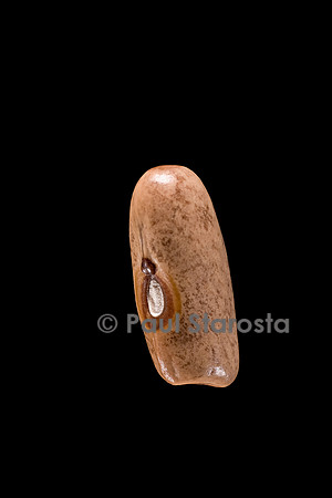 Phaseolus vulgaris (haricot) Amethyst