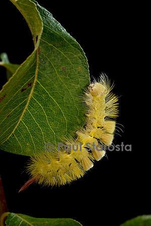 Calliteara pudibunda (la pudibonde) - chenille
