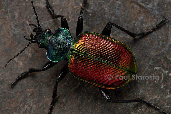 Calosoma sycophanta (grand calosome)