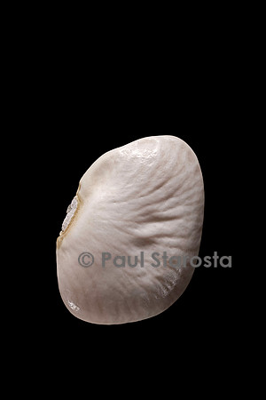 Phaseolus lunatus (haricot de Lima) Sierra