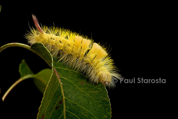 Calliteara pudibunda (la pudibonde) - chenille
