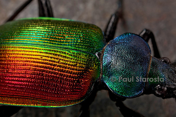 Calosoma sycophanta (grand calosome)