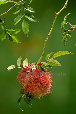 Diplolepis rosae - galle (galle de l'églantier ou bédégar)