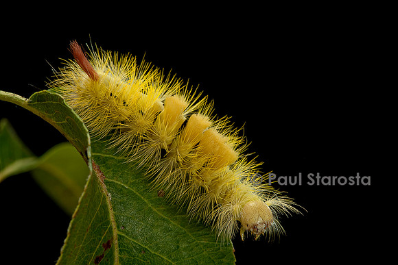 Calliteara pudibunda (la pudibonde) - chenille