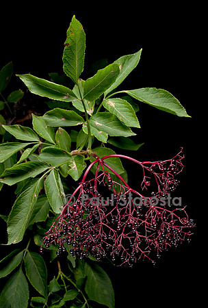 Sambucus nigra (grand sureau, sureau noir, arbre de Judas) - fruits