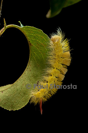 Calliteara pudibunda (la pudibonde) - chenille