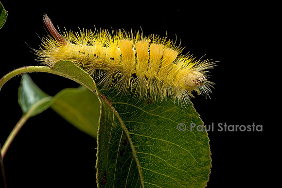 Calliteara pudibunda (la pudibonde) - chenille