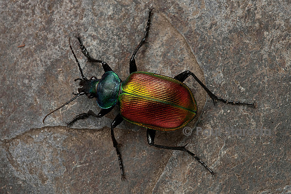 Calosoma sycophanta (grand calosome)