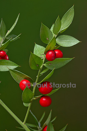 Ruscus aculeatus (petit-houx) - fruits