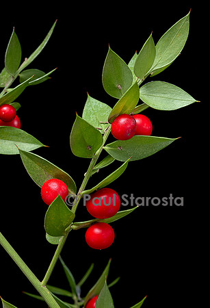 Ruscus aculeatus (petit-houx) - fruits
