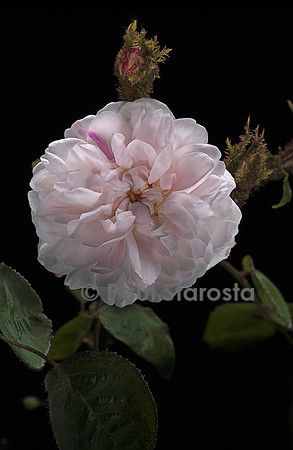 Rosa X centifolia muscosa alba