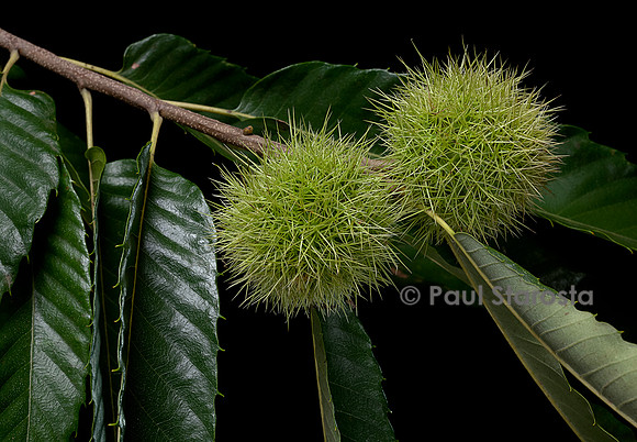 Castanea sativa (Châtaignier, châtaignier commun) - fruits (bogues)