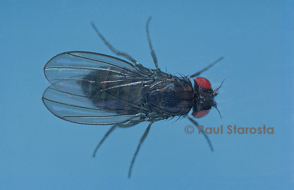Drosophila melanogaster (drosophile, mouche du vinaigre) - mutant Ebony