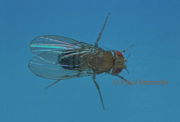 Drosophila melanogaster (drosophile, mouche du vinaigre) - mâle sauvage