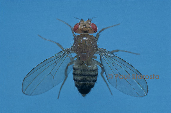 Drosophila melanogaster (drosophile, mouche du vinaigre) - mutant Dichaete