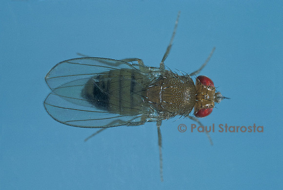 Drosophila melanogaster (drosophile, mouche du vinaigre) - gynandromorphe